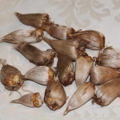 Beyaz Katmerli Frezya Çiçeği Soğanı (5 adet)