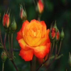 Tüplü Königin Der Rosen Turuncu Sarı Gül Fidanı