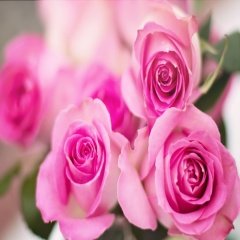 Tüplü Pembe Sweet Parole Gül Fidanı