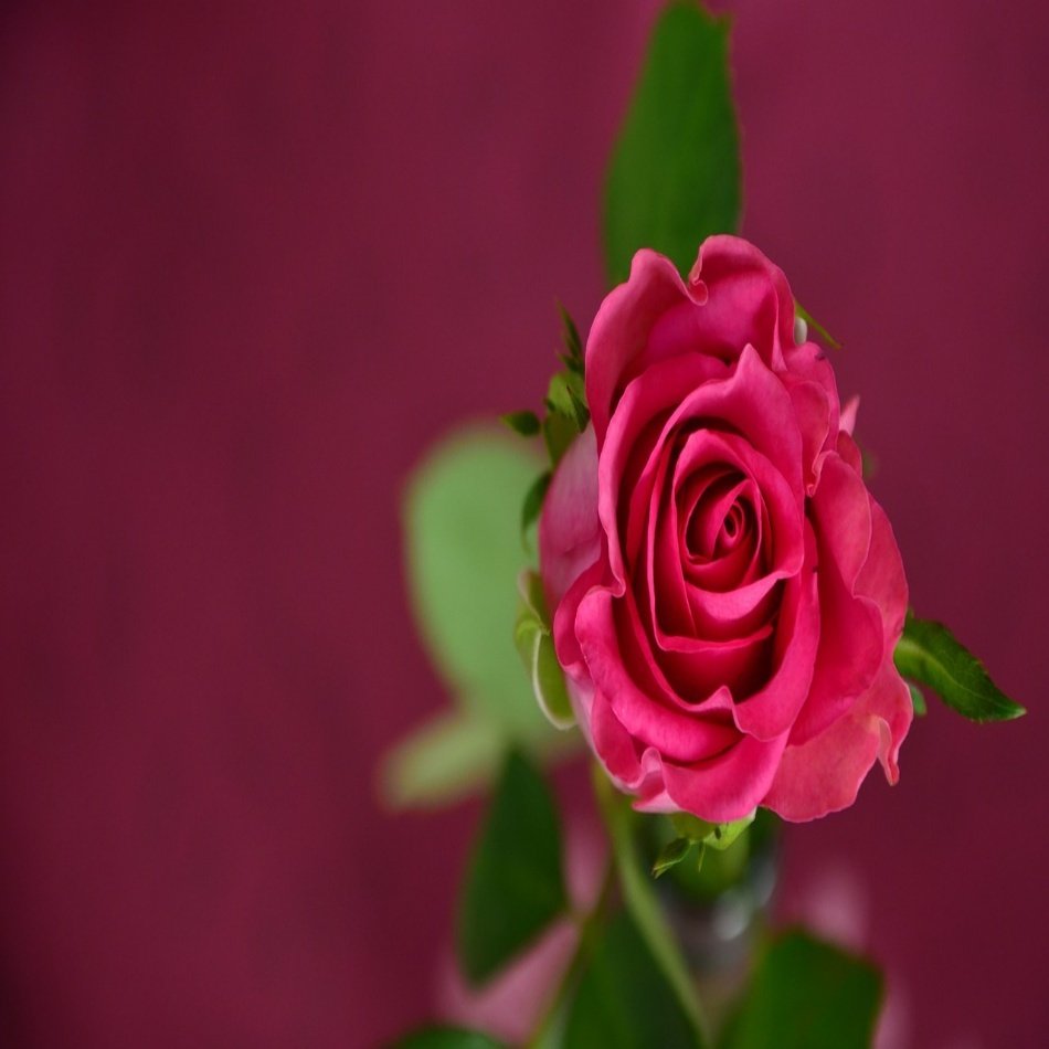 Tüplü Koyu Pembe Selin Gül Fidanı