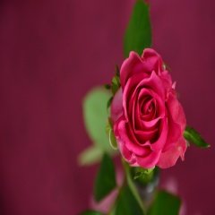 Tüplü Koyu Pembe Selin Gül Fidanı