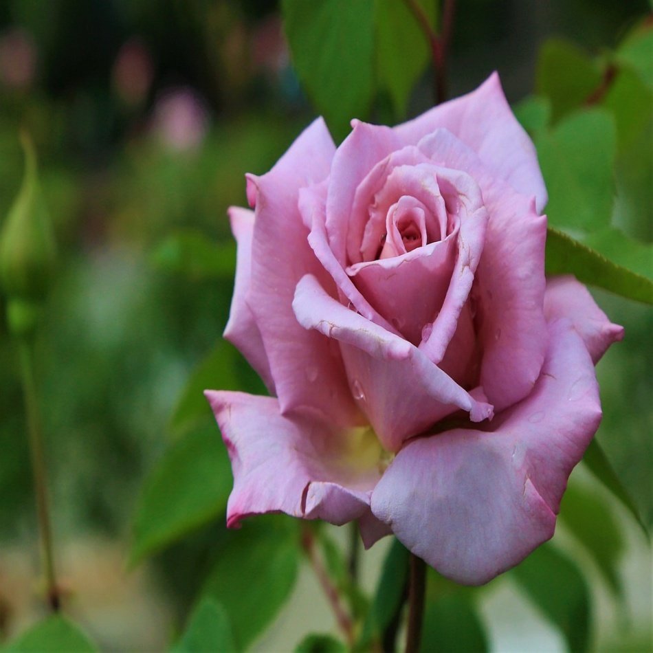 Özel Çeşit Kokulu Violet Mor Gül Fidanı