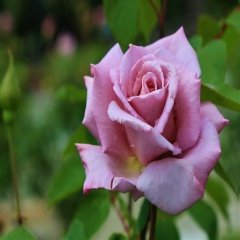 Özel Çeşit Kokulu Violet Mor Gül Fidanı