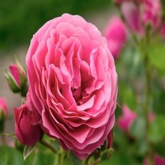 Tüplü Mon Petit Chou Pembe Gül Fidanı
