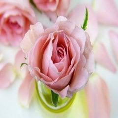 Tüplü Krem Pembe  Souvenir De Baden Gül Fidanı