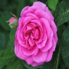 Tüplü Koyu Pembe Laguna Gül Fidanı