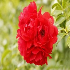 Tüplü Ruby Fc Kırmızı Gül Fidanı