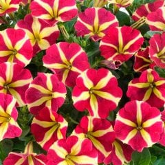 Potunia Plus Renkli Magenta Star Petunya Çiçeği Fidesi (3 adet)
