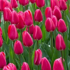 Sweet Rosy Pembe Aşk Lale Soğanı (5 Adet)