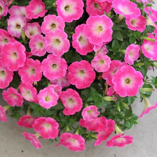 Potunia Plus Serisi Tatlı Pembe Petunya Çiçeği Fidesi (3 adet)