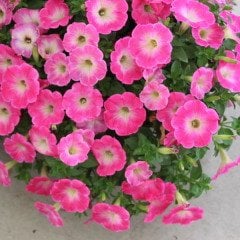 Potunia Plus Serisi Tatlı Pembe Petunya Çiçeği Fidesi (3 adet)