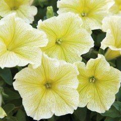 Potunia Plus Cazibeli Yellow Petunya Çiçeği Fidesi (3 adet)