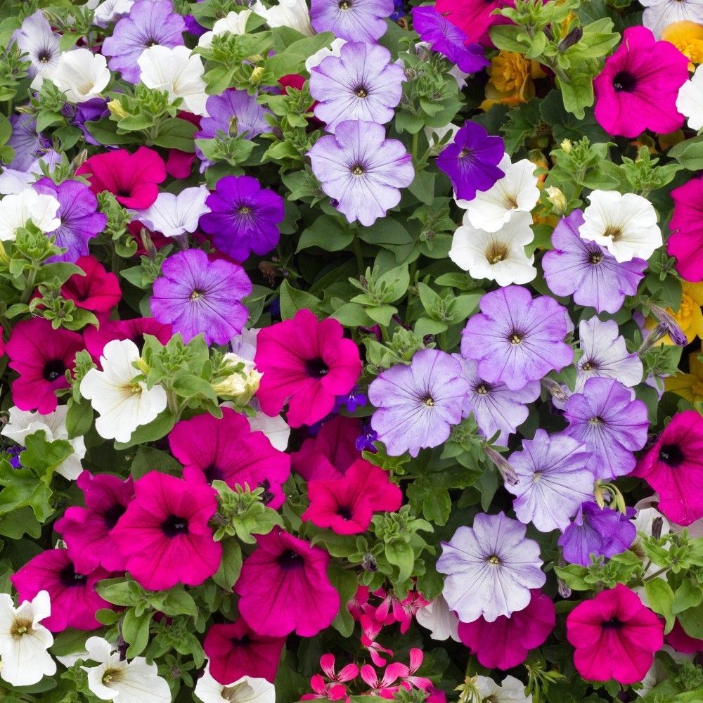 Potunia Plus Karışık Renkli Petunya Fidesi (10 adet)
