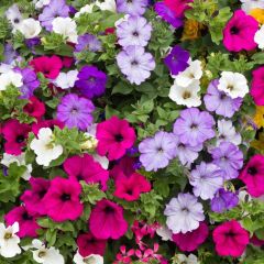 Potunia Plus Karışık Renkli Petunya Fidesi (10 adet)