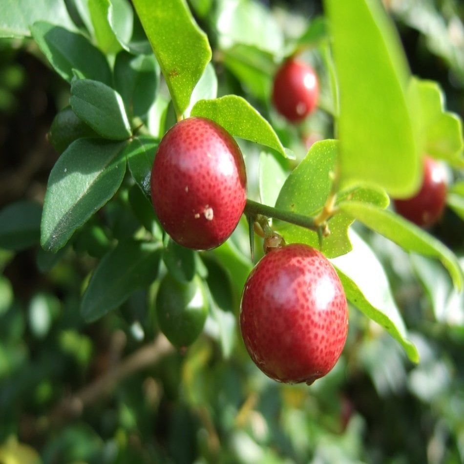 Tüplü Çok Değerli Lime Berry Fidanı