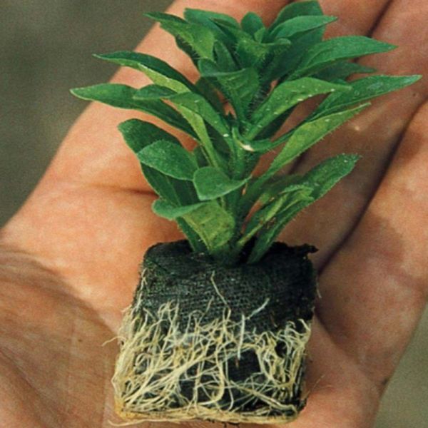Calita Katmerli Double Red Wine Milyonlar Çanı Calibrochoa Çiçeği Fidesi (1 adet)