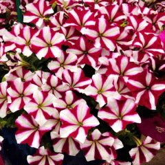 Kokulu Sweetunia Hot Pembe Petunya Fidesi (3 adet)