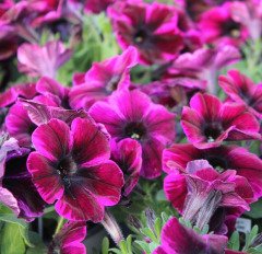 Sweetunia Miss Fantastic Koyu Pembe Petunya Fidesi (3 adet)