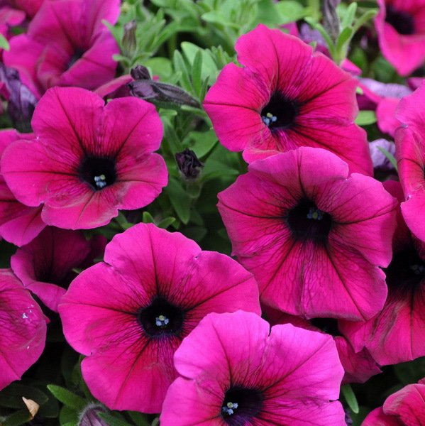 Sweetunia Pinkalicious Pink Petunya Fidesi (3 adet)