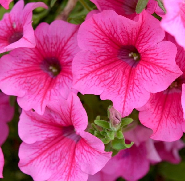 Kokulu Sweetunia Mor Gem Petunya Fidesi (3 adet)