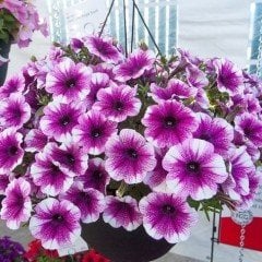 Kokulu Sweetunia Pembe Gem Petunya Fidesi (3 adet)