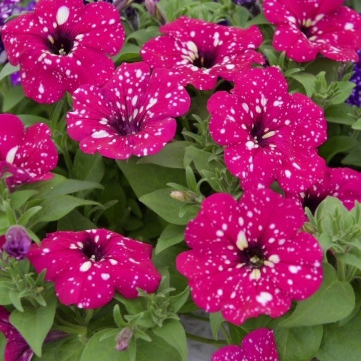 Benekli Suprise Sparkling Magenta Petunya Fidesi (3 adet)