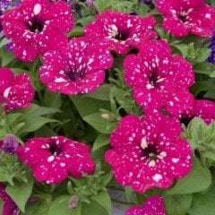 Benekli Suprise Sparkling Magenta Petunya Fidesi (3 adet)