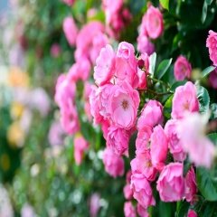 Tüplü Bonica Pembe Peyzaj Gül Fidanı