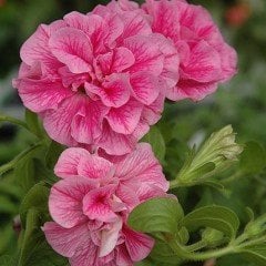 Origami Pembe Büyük Çiçekli Petunya Çiçeği Fidesi (2 adet)