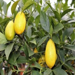 Tüplü Yassı Meyveli Tavares Limequat Fidanı