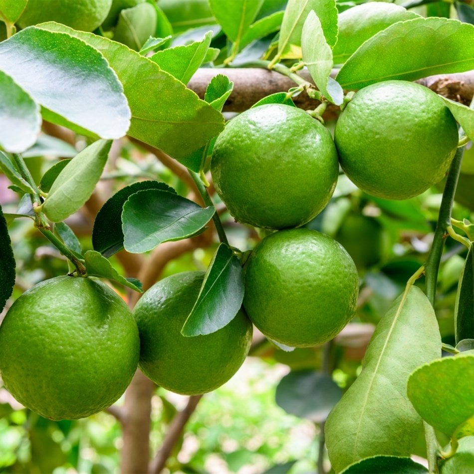 Tüplü Çekirdeksiz Lime Limon Fidanı