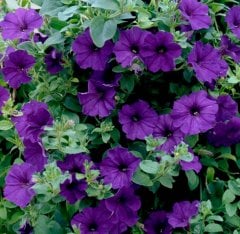 Cazibeli Potunia Piccola Serisi Cobalt Mavi Petunya Fidesi (3 adet)