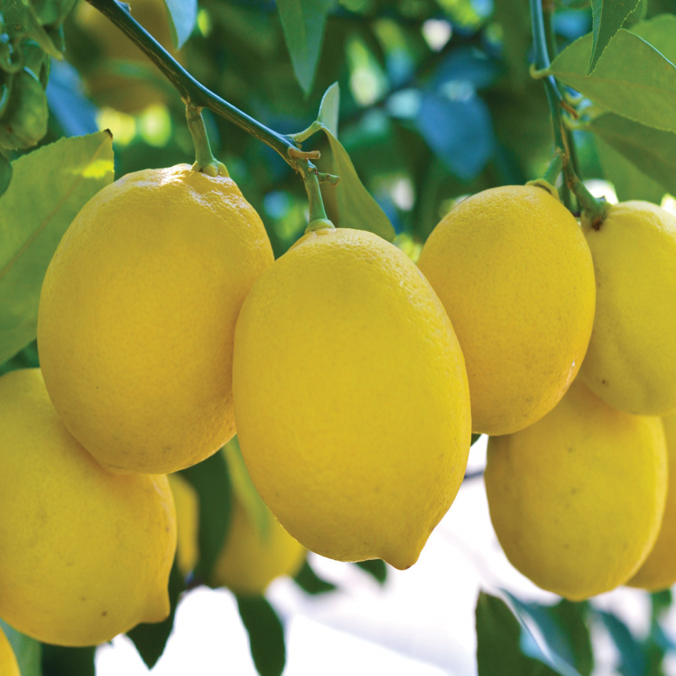 Tüplü Şeker Gibi Şeker Limon Fidanı