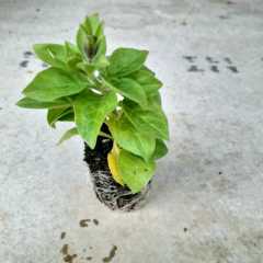 Cazibeli Potunia Piccola Serisi Cobalt Pembe Petunya Fidesi (3 adet)