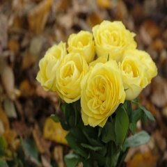 Tüplü Yellow Solero Peyzaj Gül Fidanı