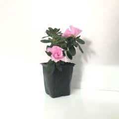 Sultana Pembe Renkli Saksıda Açelya Çiçeği Fidanı