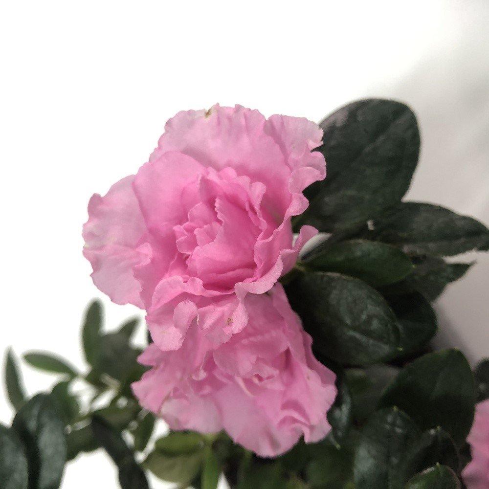 Sultana Pembe Renkli Saksıda Açelya Çiçeği Fidanı