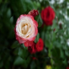 Tüplü Planten Un Blomen Kırmızı-Beyaz Peyzaj Gül Fidanı