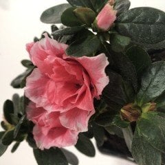 Pembe Beyaz Double Love Saksıda Açelya Çiçeği Fidanı