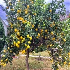 Tüplü Yediveren Limon Fidanı Meyve Verme Durumunda (120-170 cm )