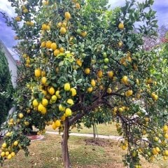 Tüplü Yüksek Verimli Yediveren Limon Fidanı