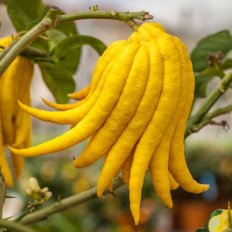 Tüplü Dekoratif Fingered Citron Budanın Eli Limon Fidanı