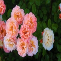 Yer Örtücü Pembe Turuncu Mandarin Gül Fidanı