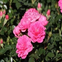 Yer Örtücü Knirps Pembe Gül Fidanı