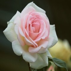 Tüplü Nostalji Canina Açık Pembe Gül Fidanı