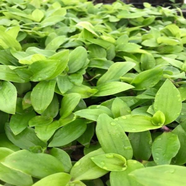 Tradescantia Flumensis Telgraf Çiçeği Fidesi(5 adet)