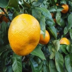 Tüplü Bol Sulu Miho Wase Mandalina Fidanı