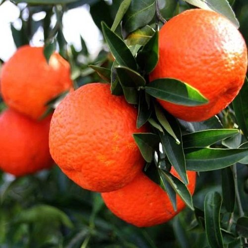 Tüplü Raf Ömrü Uzun King Mandalina Fidanı