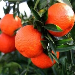 Tüplü Raf Ömrü Uzun King Mandalina Fidanı