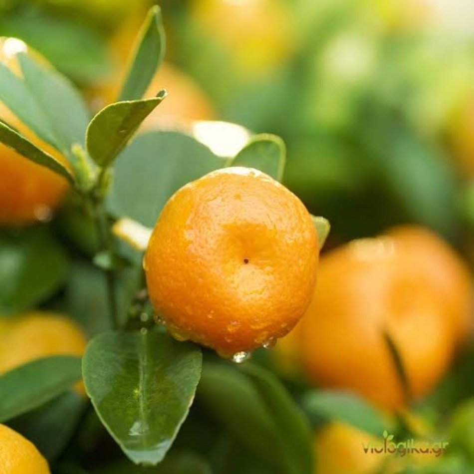 Tüplü Yarı Bodur Aşk Meyvesi Bodrum Mandalina Fidanı